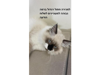 חתולה יפה ברמה גבוהה בת