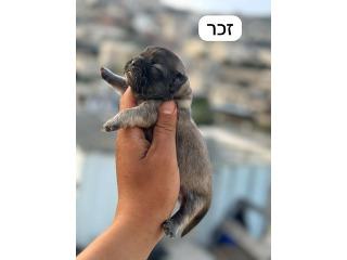 גורי פקינז יהיו מוכנים בקרוב