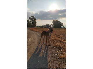 קוקו, רועה בלגית כנענית, מחפשת