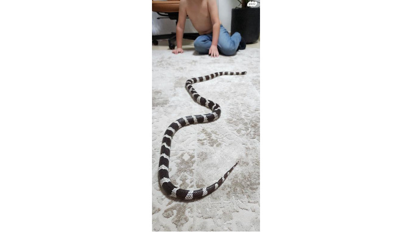 -big-6