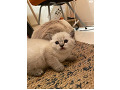 -small-8