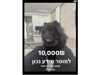 אבד כלב מסוג צאו צאו 
פרס כספי מובטח