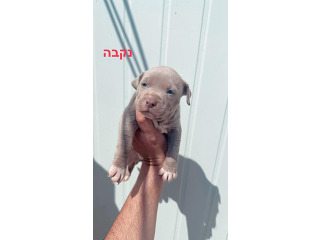 מוכרת גורת פיטבול מהממת בת