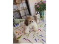 -small-2