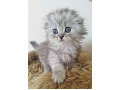-small-5
