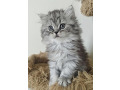 -small-4