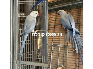 זוגות בוגרים עובדים