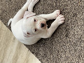-small-4