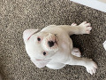 -small-3