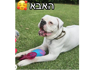 גורי בולדוג אמריקאי יפיפיים ימסרו