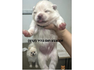 4גורים פומרניין רמה הכי גבוהה