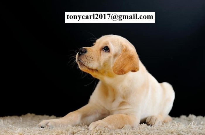 golden-retriever-puppies-big-0