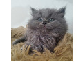 -small-5