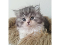 -small-2