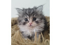 -small-7
