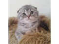 -small-3