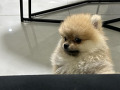 -small-5