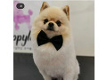 -small-3