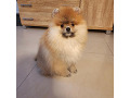 -small-3