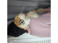 -small-2
