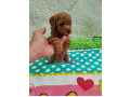 -small-1