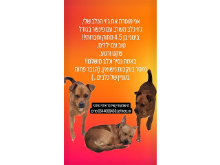 מוסרת את ג׳וי שלי עקב נישואים