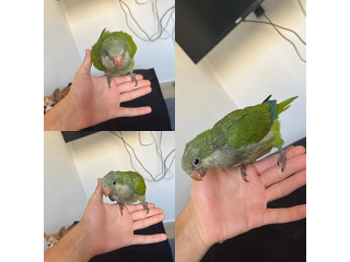 תוכים ובעלי כנף קוואקר מכירה