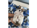 -small-5