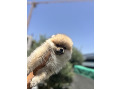 -small-1