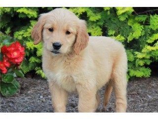 Neutered puppy to give away