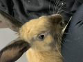 -small-2