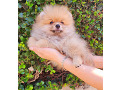 -small-3