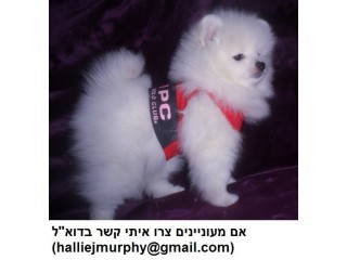 גורי פומרניאן לאימוץ.