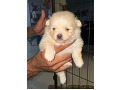 -small-3