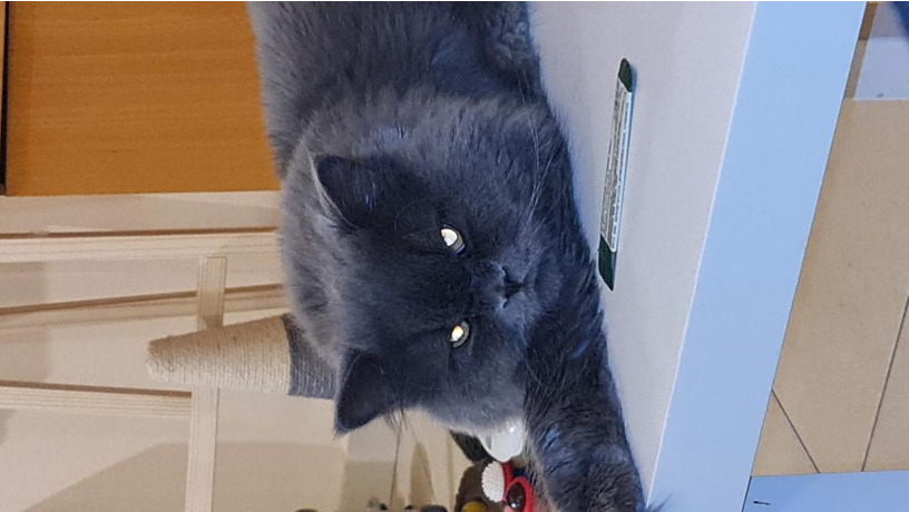 -big-7