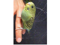 -small-3