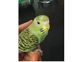 -small-0
