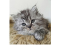 -small-4