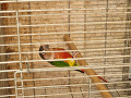 -small-3