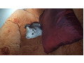 -small-5