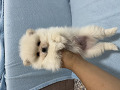 -small-1
