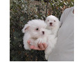 -small-2