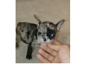 -small-3