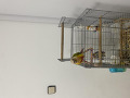 -small-2