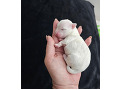 -small-1