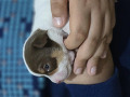 -small-3