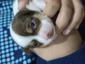 -small-4