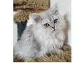-small-6