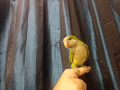 -small-4