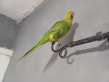 -small-1